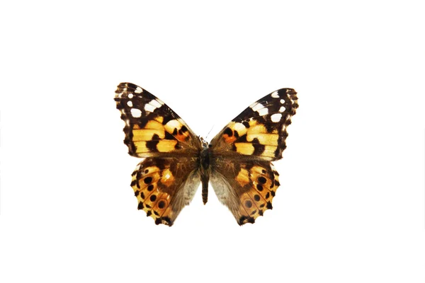stock image Butterfly