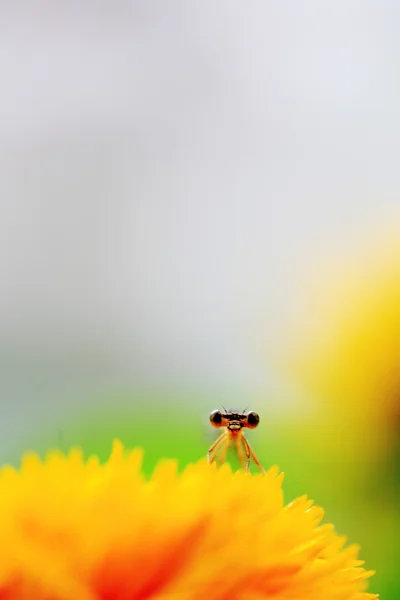 黄菊花上蜻蜓的特写镜头 — 图库照片