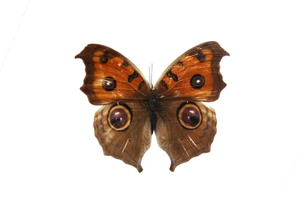 stock image Butterfly