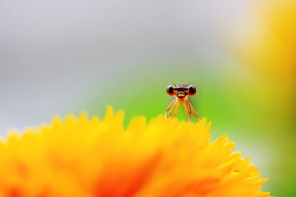 黄菊花上蜻蜓的特写镜头 — 图库照片