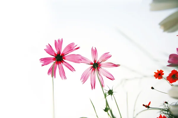 雏菊 — 图库照片
