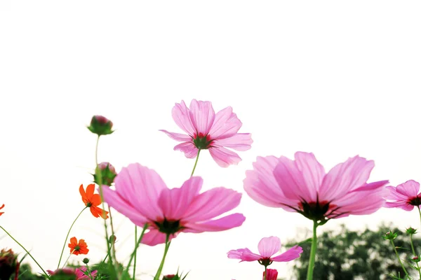 Colorful daisies — Stock Photo, Image