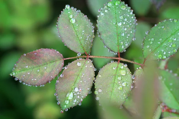 Green leaf with dew — Stock Photo, Image