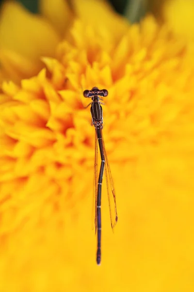 Close-up foto van een waterjuffer op gele Chrysant bloem — Stockfoto