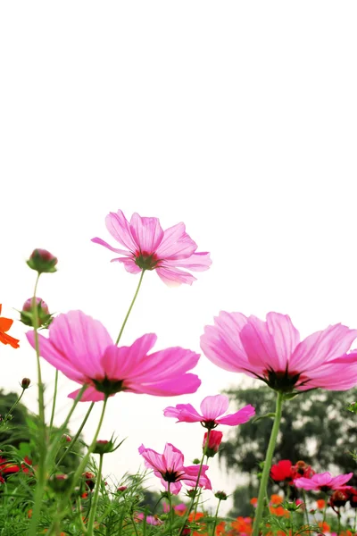 Colorful daisies — Stock Photo, Image
