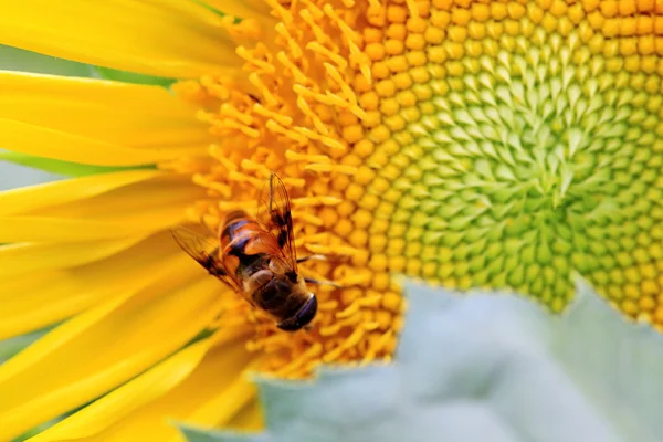 Bee in the sunflower nectar collected — Stock Photo, Image