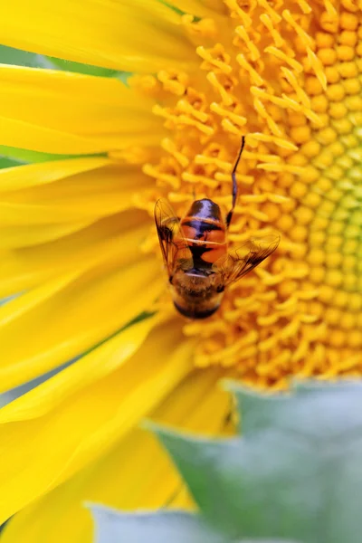 Пчела в нектаре подсолнечника — стоковое фото