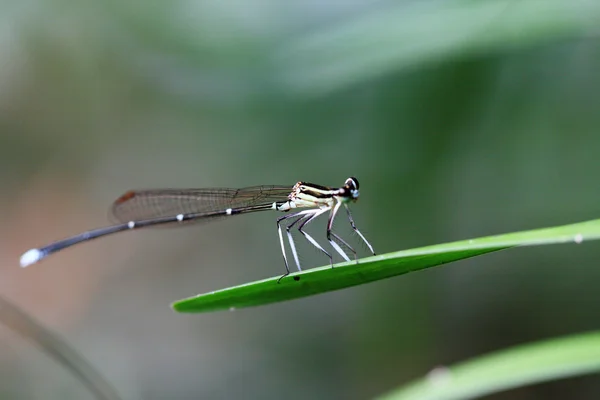 Damselfly on a green leaf — Stock Photo, Image