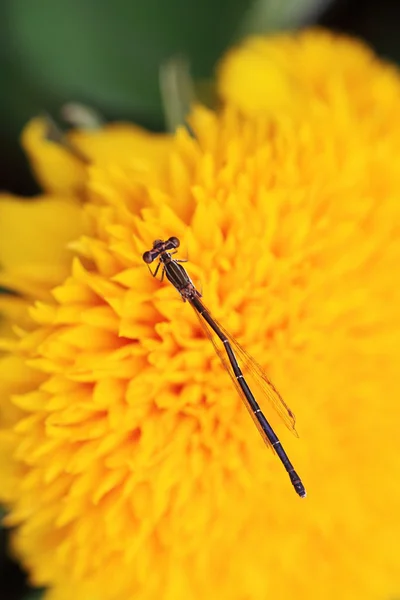 Close-up foto van een waterjuffer op gele Chrysant bloem — Stockfoto