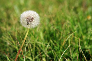 Dandelion and weeds clipart