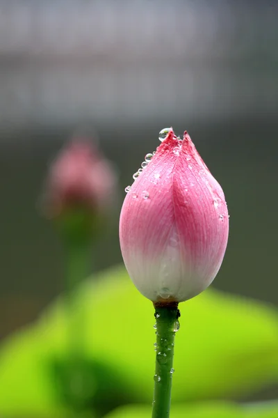 Liście lotosu i pączek — Zdjęcie stockowe