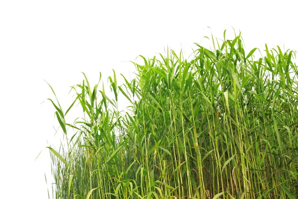 Close-up view of reed along the water's edge — Stock Photo, Image