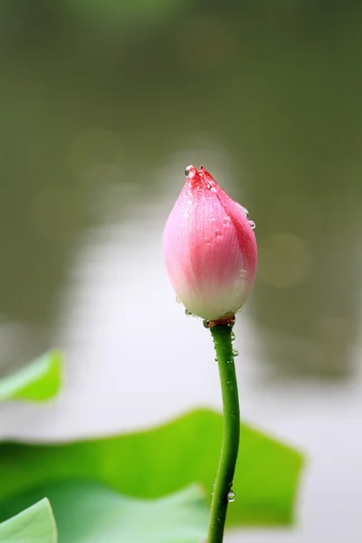 stock image Lotus leafs and the bud