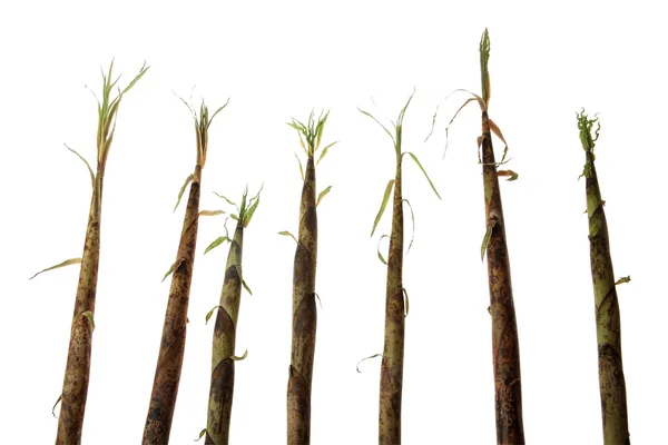 Bambu sürgün — Stok fotoğraf