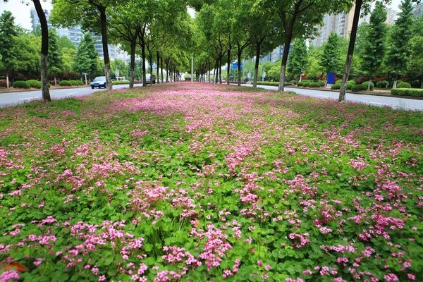 Pequenas flores roxas — Fotografia de Stock