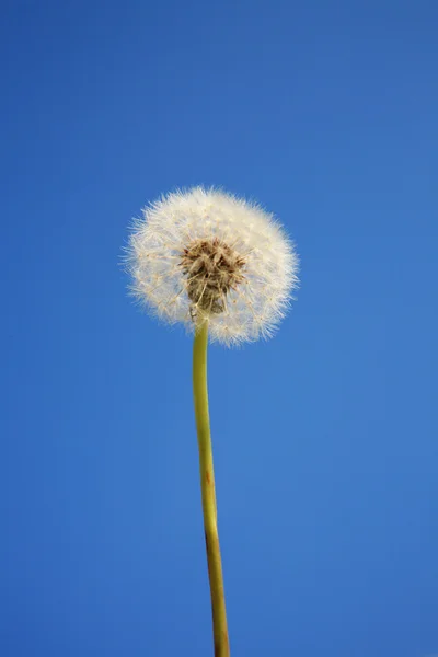 Dandelion with sky — Stock Photo, Image