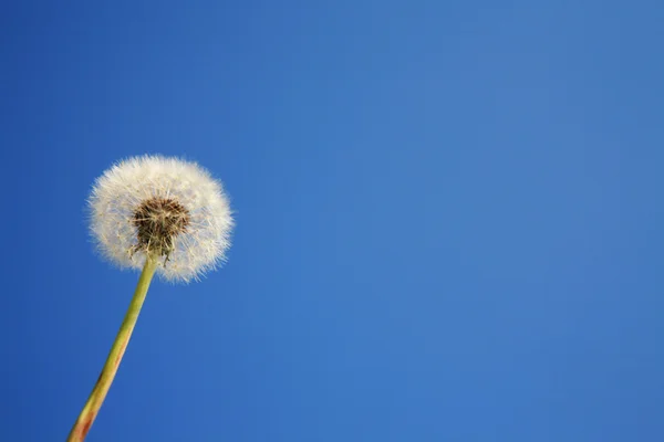 Gökyüzü karahindiba — Stok fotoğraf