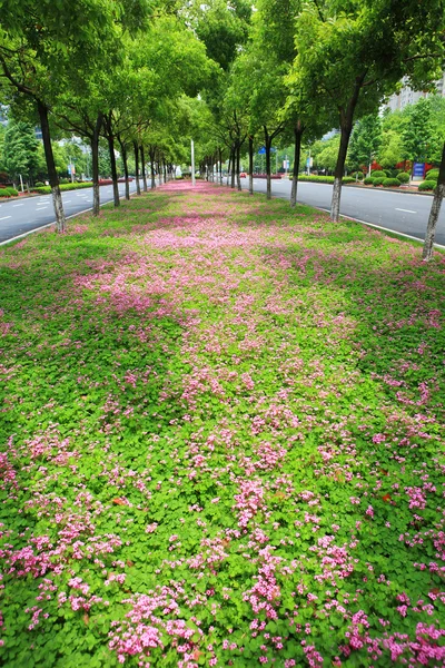 Malé fialové květy — Stock fotografie