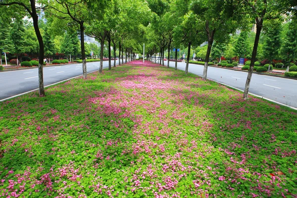 Pequeñas flores moradas — Foto de Stock