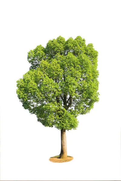 Tree isolated against a white background — Stock Photo, Image