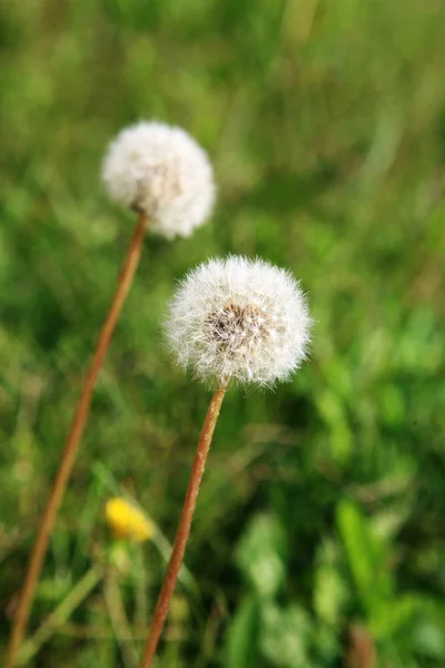 Dandelion and weeds — Stock Photo, Image