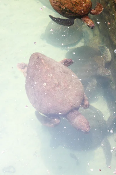 Hawksbill Kaplumbağa yüzme — Stok fotoğraf