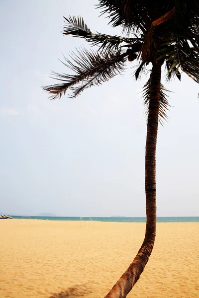 Palma accanto al mare in porcellana sanya — Foto Stock