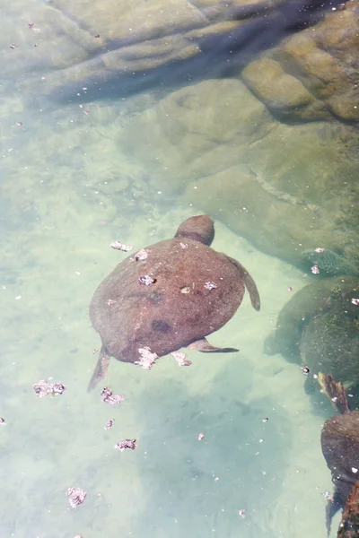 Żółw szylkretowy, pływanie — Zdjęcie stockowe