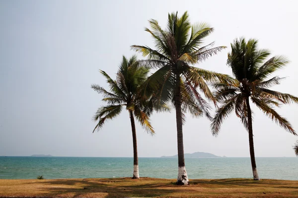 Palm vid havet i sanya Kina — Stockfoto