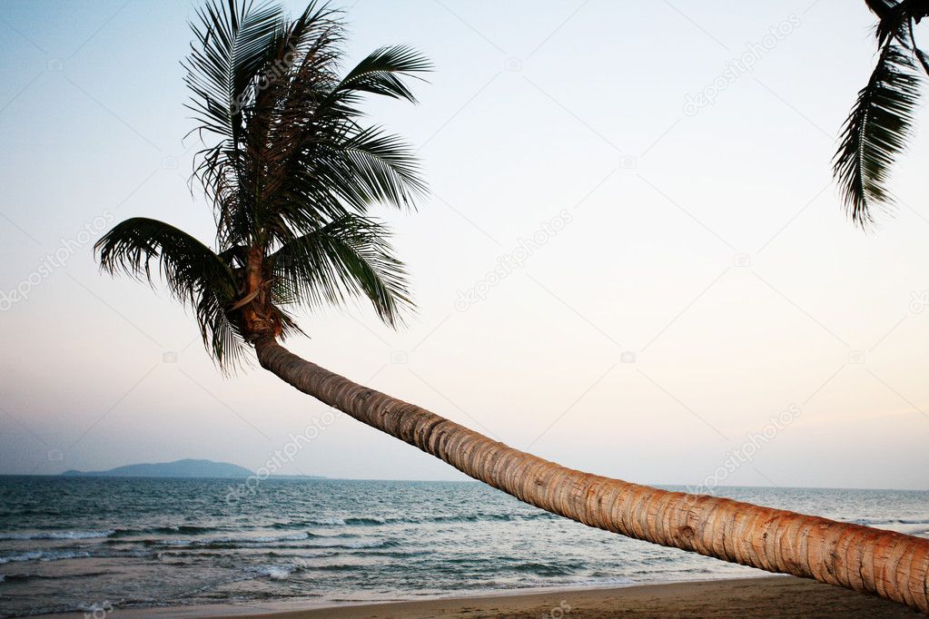 Palm beside sea in sanya china
