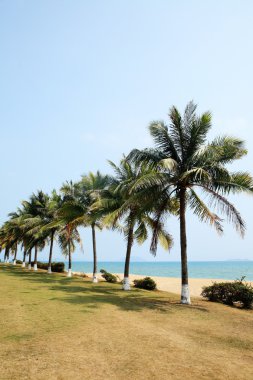 sanya, Çin Denizi'nde yanında palmiye