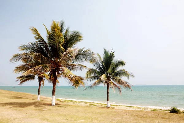 Sanya, Çin Denizi'nde yanında palmiye — Stok fotoğraf