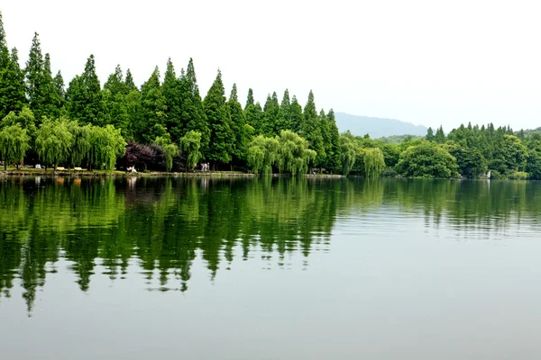 Зеленые деревья и река — стоковое фото