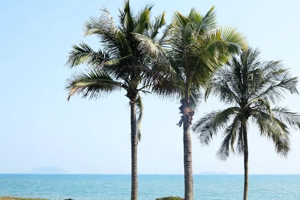 Palm vedle moře v Číně sanya — Stock fotografie