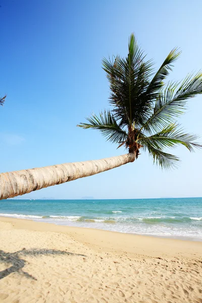 stock image Palm beside sea in sanya china