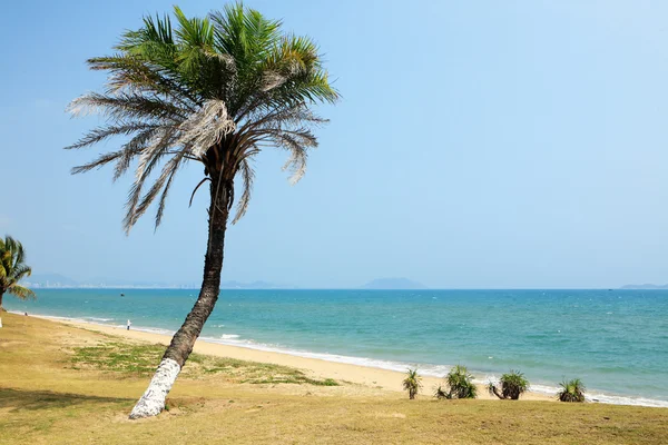 Palma accanto al mare in porcellana sanya — Foto Stock