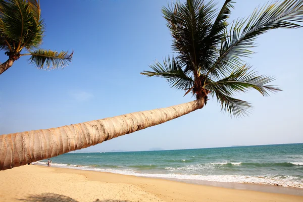 Palm vedle moře v Číně sanya — Stock fotografie