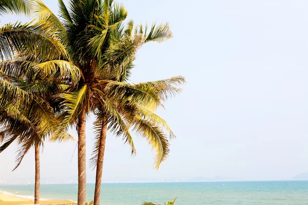 Palm naast zee in sanya, china — Stockfoto
