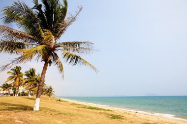 sanya, Çin Denizi'nde yanında palmiye