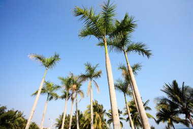sanya, Çin Denizi'nde yanında palmiye