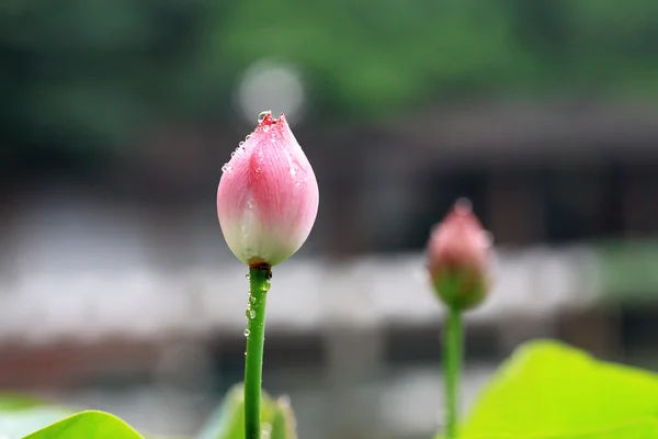 Liście lotosu i pączek — Zdjęcie stockowe