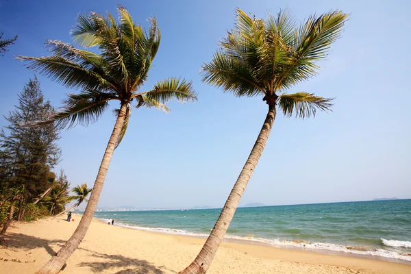 Palmier au bord de la mer à Sanya Chine — Photo