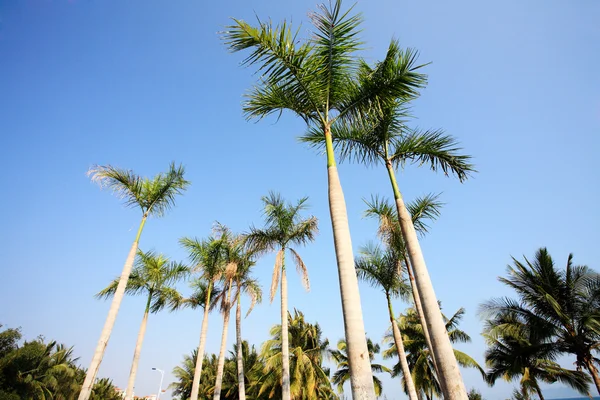 在三亚海边椰树 — 图库照片