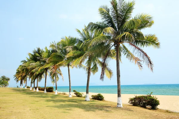 Palm naast zee in sanya, china — Stockfoto