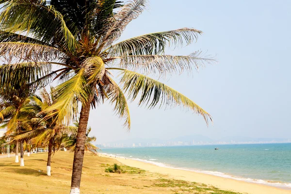 在三亚海边椰树 — 图库照片