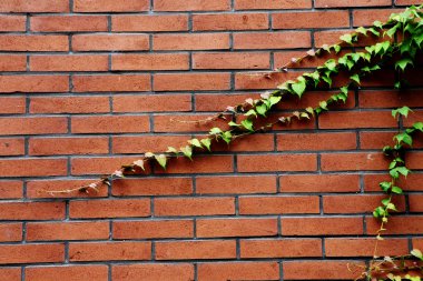 Ivy and red brick wall clipart