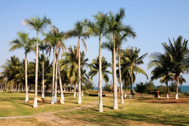 sanya, Çin Denizi'nde yanında palmiye