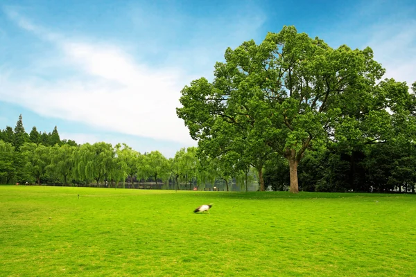 Zelená tráva a stromy — Stock fotografie