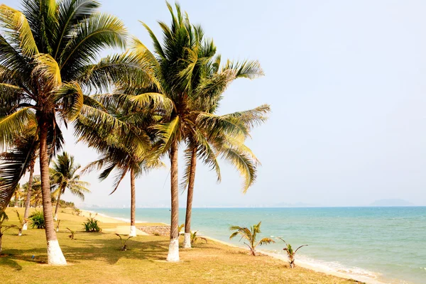 Stock image Palm beside sea in sanya china