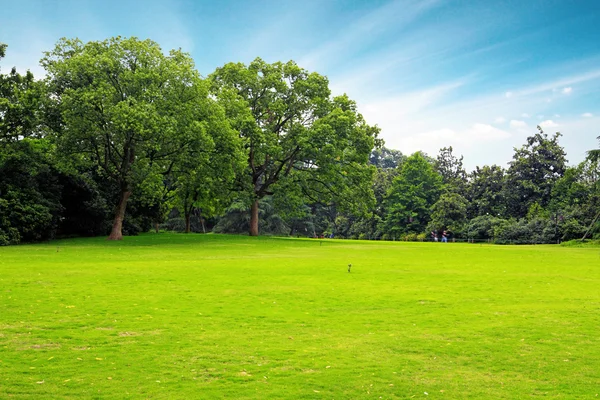 Groen gras en bomen — Stockfoto